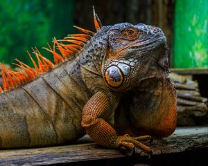 Preview wallpaper iguana, scales, spikes, reptile