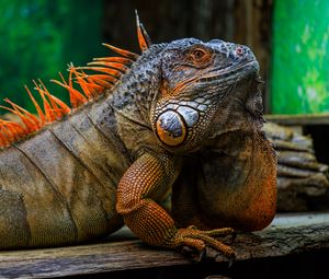 Preview wallpaper iguana, scales, spikes, reptile