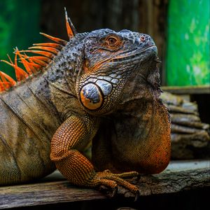 Preview wallpaper iguana, scales, spikes, reptile
