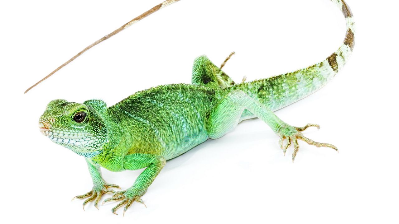 Wallpaper iguana, tail, white background