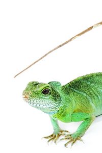 Preview wallpaper iguana, tail, white background