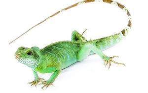 Preview wallpaper iguana, tail, white background