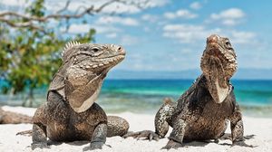 Preview wallpaper iguanas, beach, sand, steam, reptiles