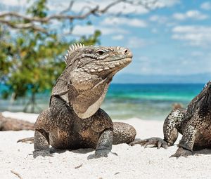 Preview wallpaper iguanas, beach, sand, steam, reptiles