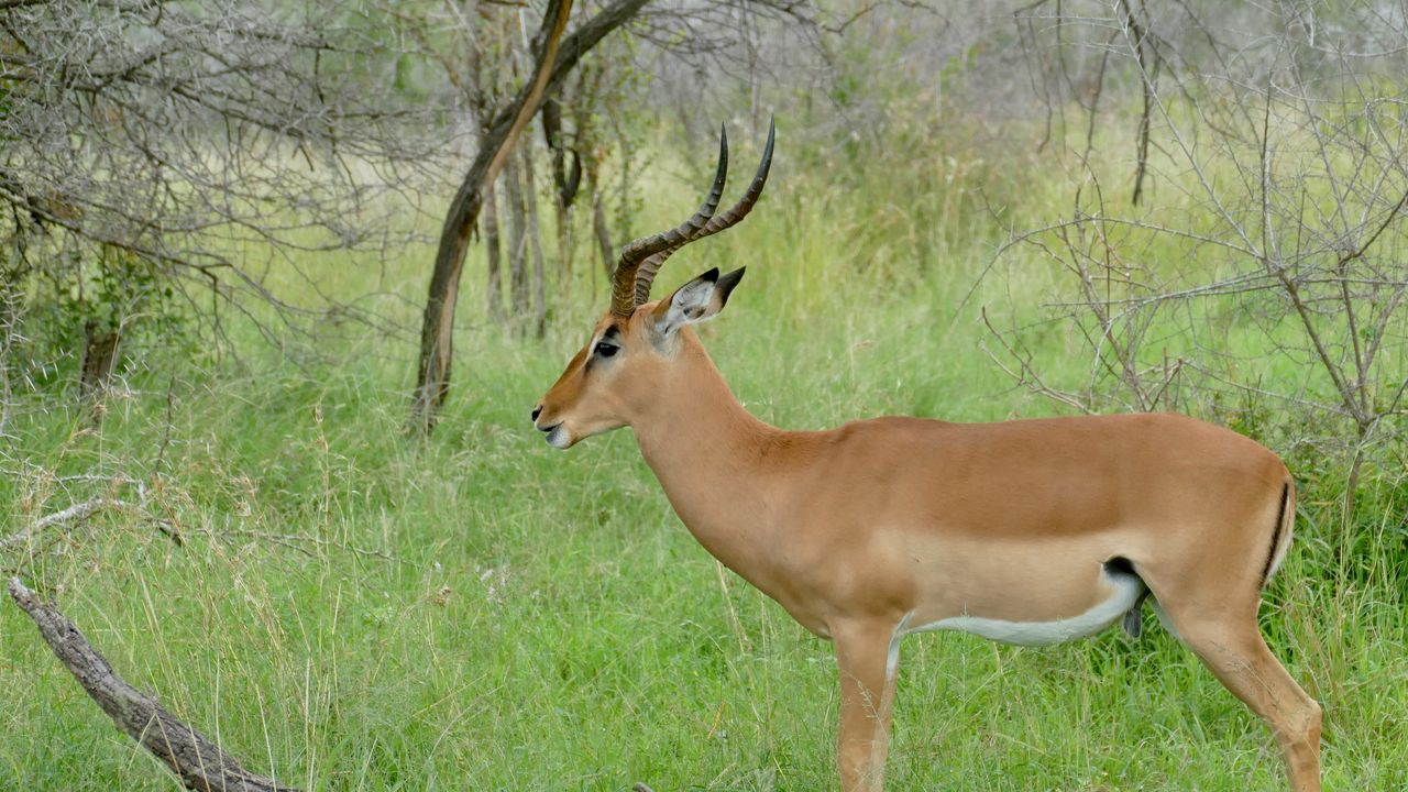 Wallpaper impala, animal, wildlife, horns