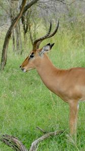 Preview wallpaper impala, animal, wildlife, horns