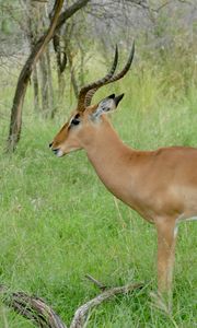 Preview wallpaper impala, animal, wildlife, horns