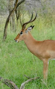 Preview wallpaper impala, animal, wildlife, horns