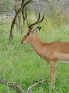 Preview wallpaper impala, animal, wildlife, horns