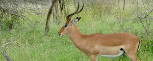 Preview wallpaper impala, animal, wildlife, horns