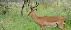 Preview wallpaper impala, animal, wildlife, horns