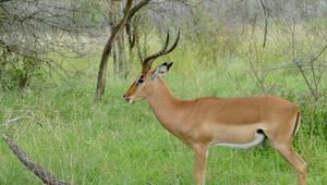 Preview wallpaper impala, animal, wildlife, horns