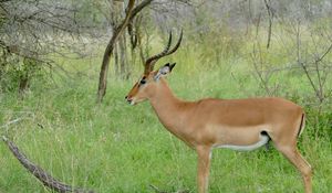 Preview wallpaper impala, animal, wildlife, horns