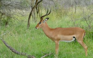 Preview wallpaper impala, animal, wildlife, horns