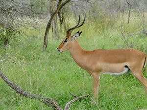 Preview wallpaper impala, animal, wildlife, horns