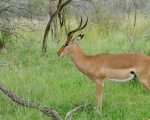 Preview wallpaper impala, animal, wildlife, horns