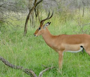 Preview wallpaper impala, animal, wildlife, horns