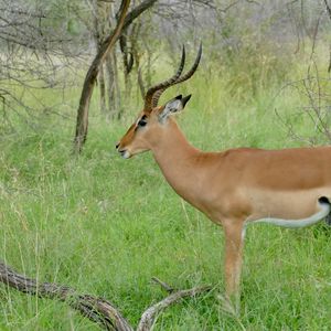 Preview wallpaper impala, animal, wildlife, horns