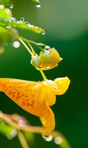 Preview wallpaper impatiens capensis, flower, drops, macro