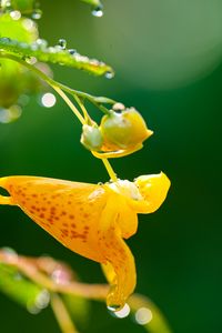 Preview wallpaper impatiens capensis, flower, drops, macro