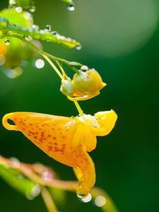 Preview wallpaper impatiens capensis, flower, drops, macro