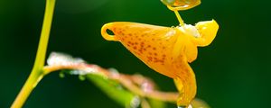 Preview wallpaper impatiens capensis, flower, drops, macro