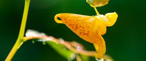 Preview wallpaper impatiens capensis, flower, drops, macro