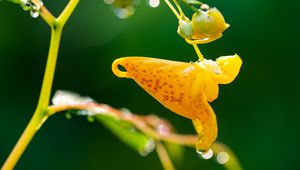 Preview wallpaper impatiens capensis, flower, drops, macro