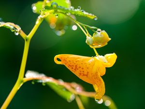Preview wallpaper impatiens capensis, flower, drops, macro