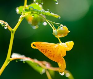 Preview wallpaper impatiens capensis, flower, drops, macro