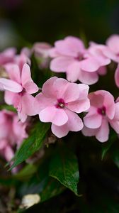 Preview wallpaper impatiens walleriana, flowers, petals, pink