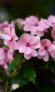 Preview wallpaper impatiens walleriana, flowers, petals, pink