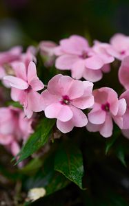 Preview wallpaper impatiens walleriana, flowers, petals, pink