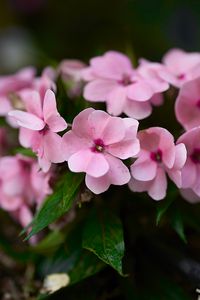 Preview wallpaper impatiens walleriana, flowers, petals, pink