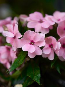 Preview wallpaper impatiens walleriana, flowers, petals, pink