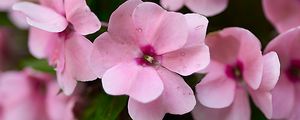 Preview wallpaper impatiens walleriana, flowers, petals, pink