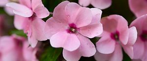 Preview wallpaper impatiens walleriana, flowers, petals, pink