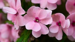 Preview wallpaper impatiens walleriana, flowers, petals, pink