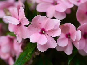 Preview wallpaper impatiens walleriana, flowers, petals, pink