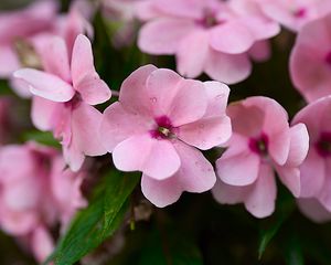 Preview wallpaper impatiens walleriana, flowers, petals, pink