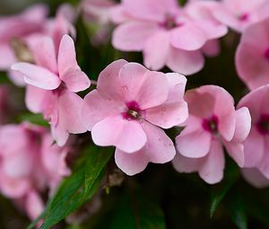 Preview wallpaper impatiens walleriana, flowers, petals, pink