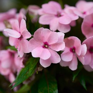 Preview wallpaper impatiens walleriana, flowers, petals, pink