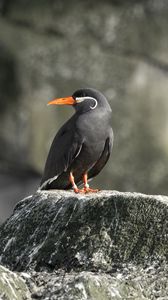 Preview wallpaper inca tern, bird, rock, wildlife