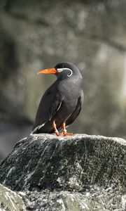 Preview wallpaper inca tern, bird, rock, wildlife