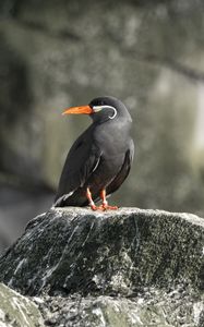 Preview wallpaper inca tern, bird, rock, wildlife