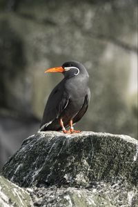 Preview wallpaper inca tern, bird, rock, wildlife