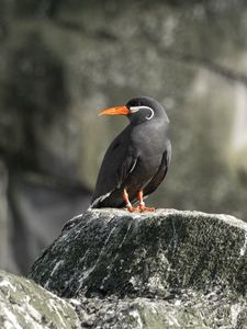 Preview wallpaper inca tern, bird, rock, wildlife