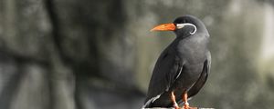 Preview wallpaper inca tern, bird, rock, wildlife