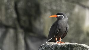 Preview wallpaper inca tern, bird, rock, wildlife