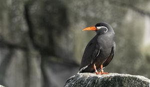 Preview wallpaper inca tern, bird, rock, wildlife